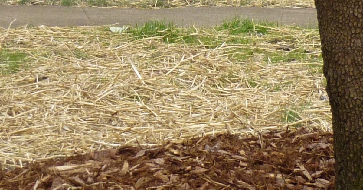 Why Use Straws on New Grass Seed Lawn and Landscaping in DC, Maryland