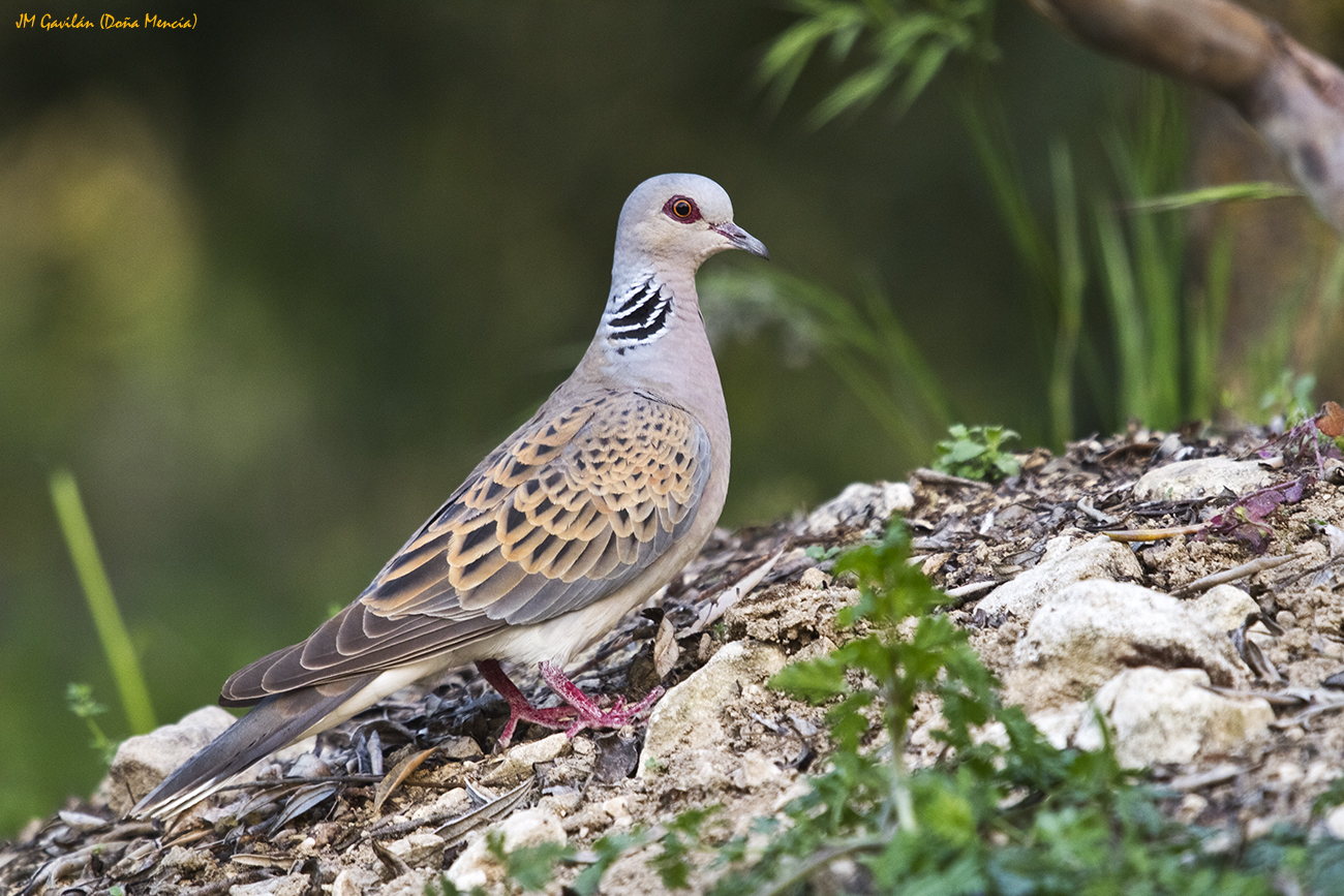 Fotografía de Naturaleza JM Gavilán Tórtola europea o tórtola común (Streptopelia turtur)