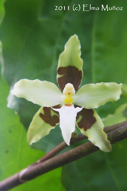 Oncidium Trilobum