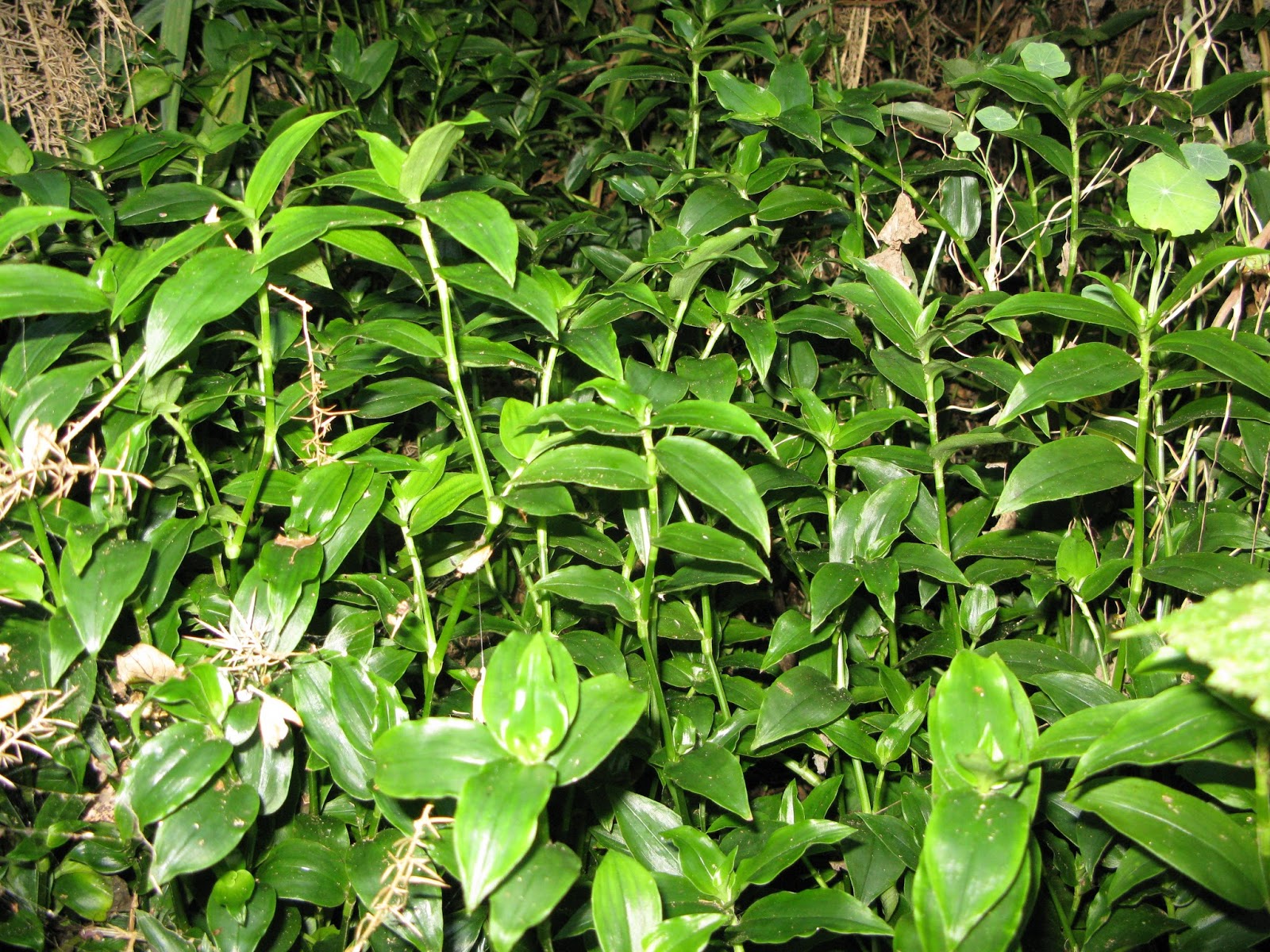 Eco Art David Nicholls Wandering Jew Tradescantia Fluminensis Pizza