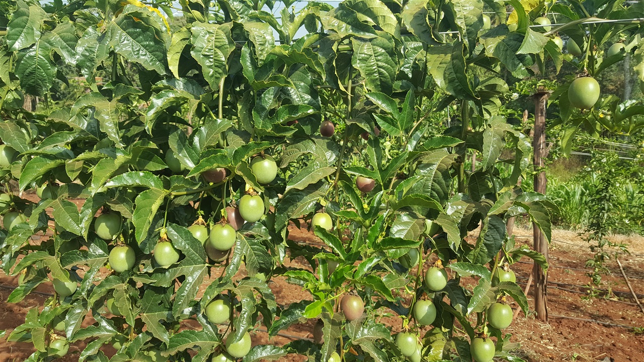 Horticultural Journal of Kenya Production of vegetables, fruits, herbs