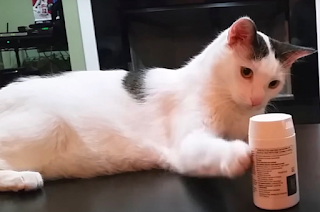 Блог Кота Васьки скучно