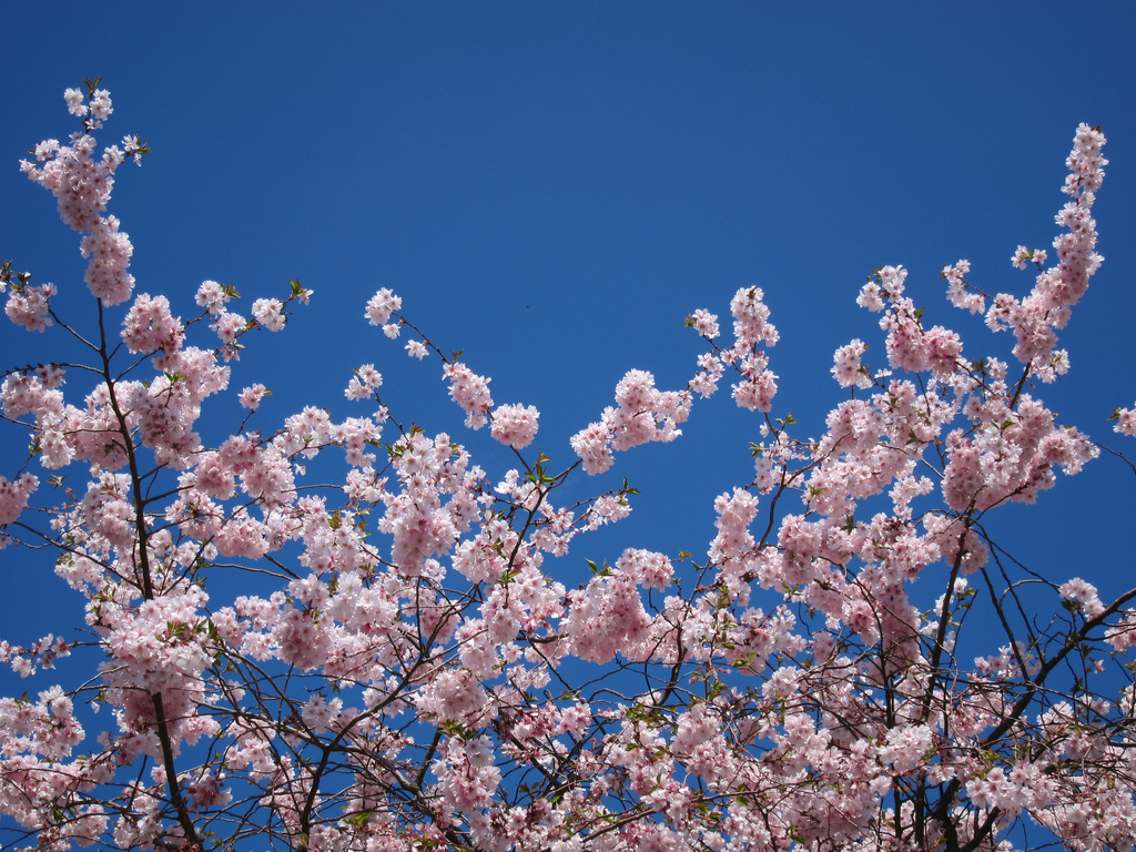 the hollywood north report: Chasing cherry blossoms in Bonn