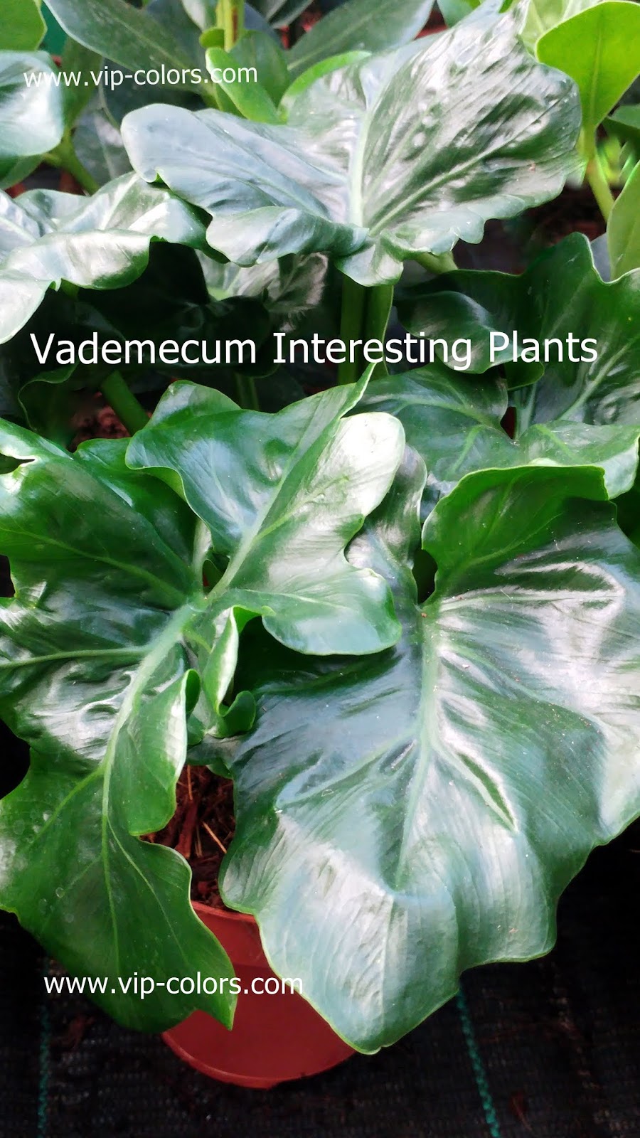 Vademecum Interesting Plants Philodendron Bipinnatifidum P Selloum Filodendron Podwojnie Pierzasty
