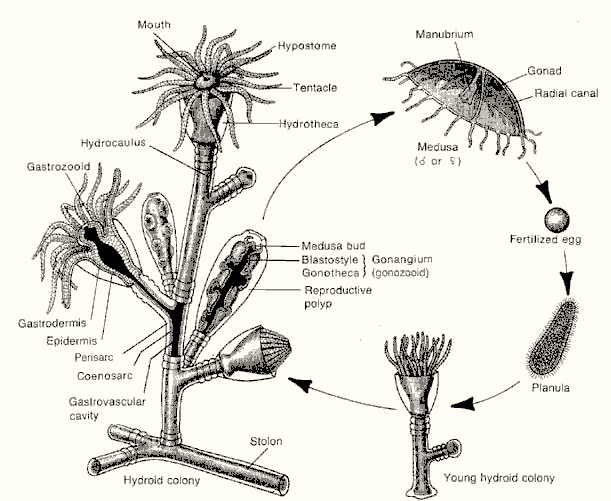 LEARN LIFE SCIENCE WITH SMRITI SINGH COELENTERATA LIFE CYCLE OF OBELIA
