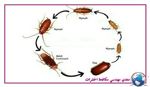 منع انتشار الحشرات والقوارض