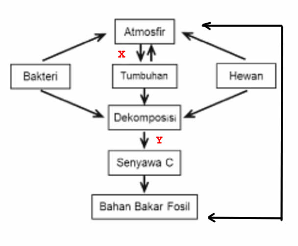 Perhatikan skema daur karbon berikut! Proses X dan Y pada skema