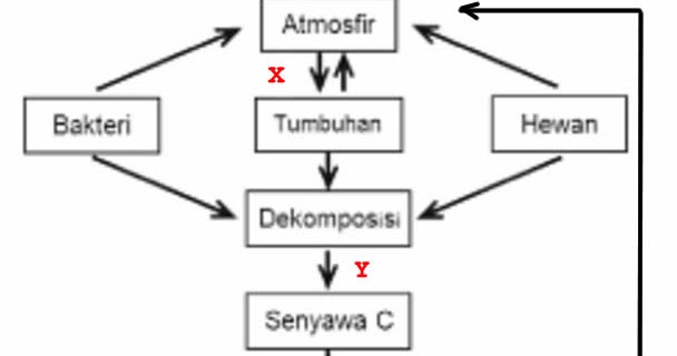 Perhatikan Skema Daur Karbon Berikut Proses X Dan Y Pada Skema Tersebut Adalah Blog Pak Pandani