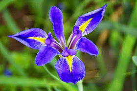 iris blossom, flower