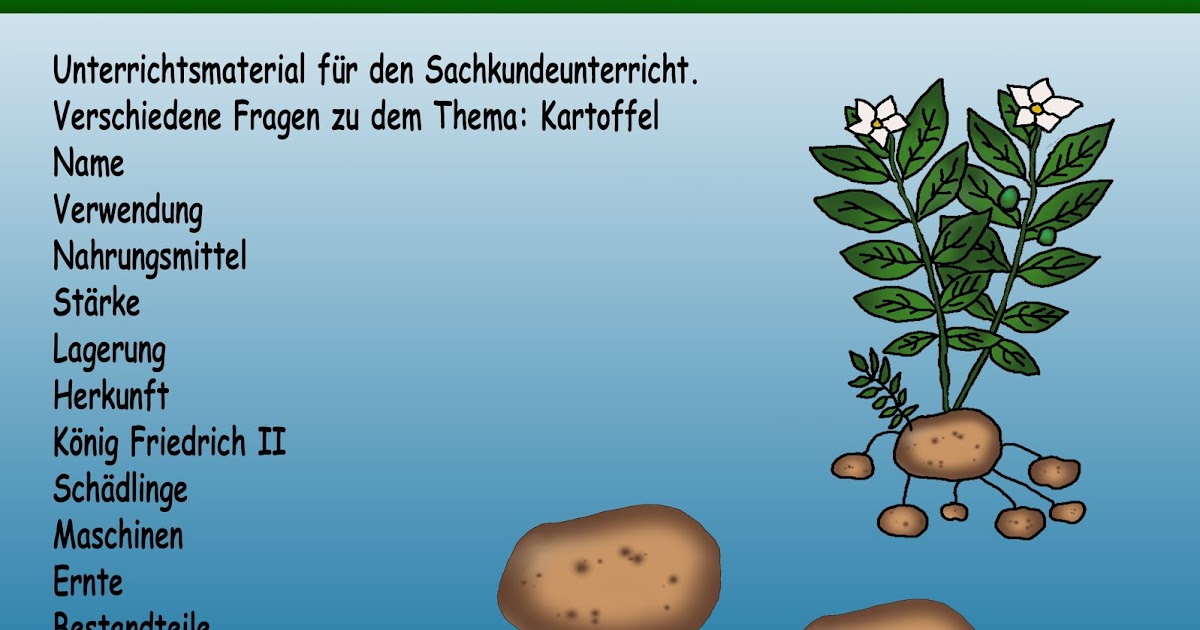 Neues von Legakulie: Sachkunde Kartoffel Lernzielkontrolle Schularbeit