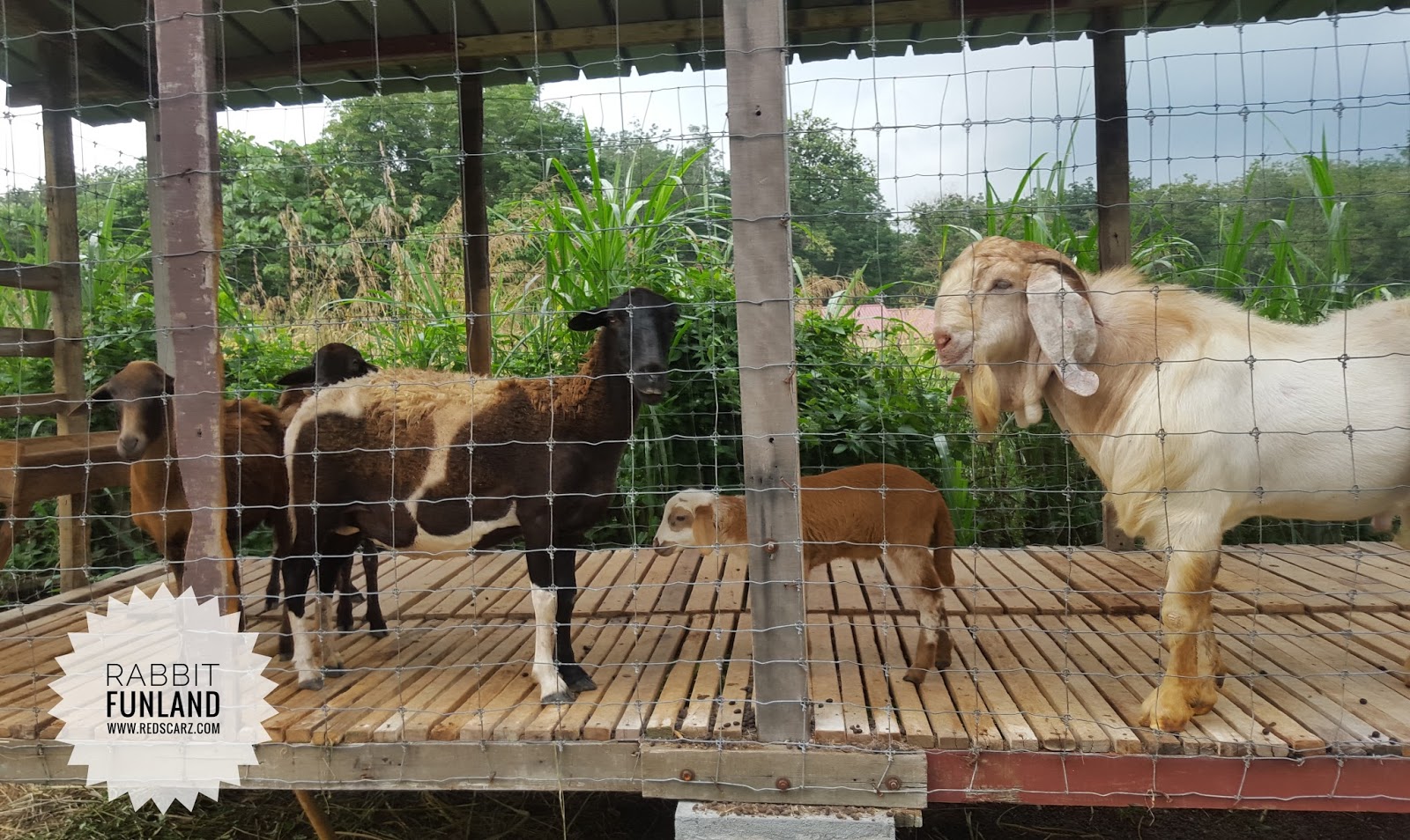 DAUS REDSCARZ: Rabbit Fun Land Broga berpindah ke Lenggeng, Negeri Sembilan