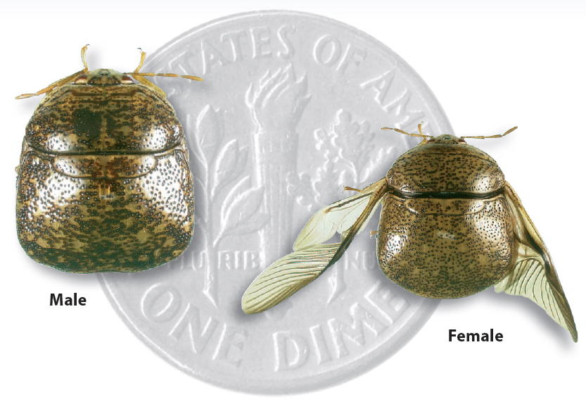 Insects in the City Kudzu bug A new Texas pest... or not?