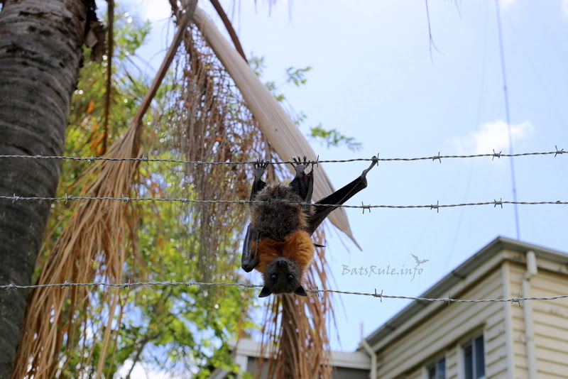 Rescue Barbed wire Megabat greyheaded female, Flyingfox, Fruit bat