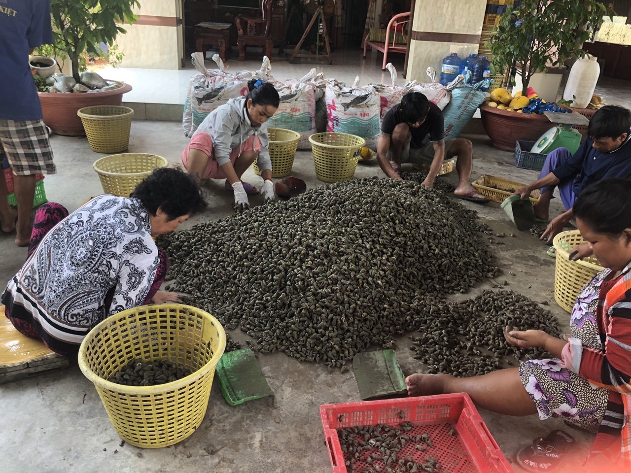 Ốc được thu mua, chọn lựa tại Lăng Cô Huế. oc duoc thu mua, chon lua tai lang co hue