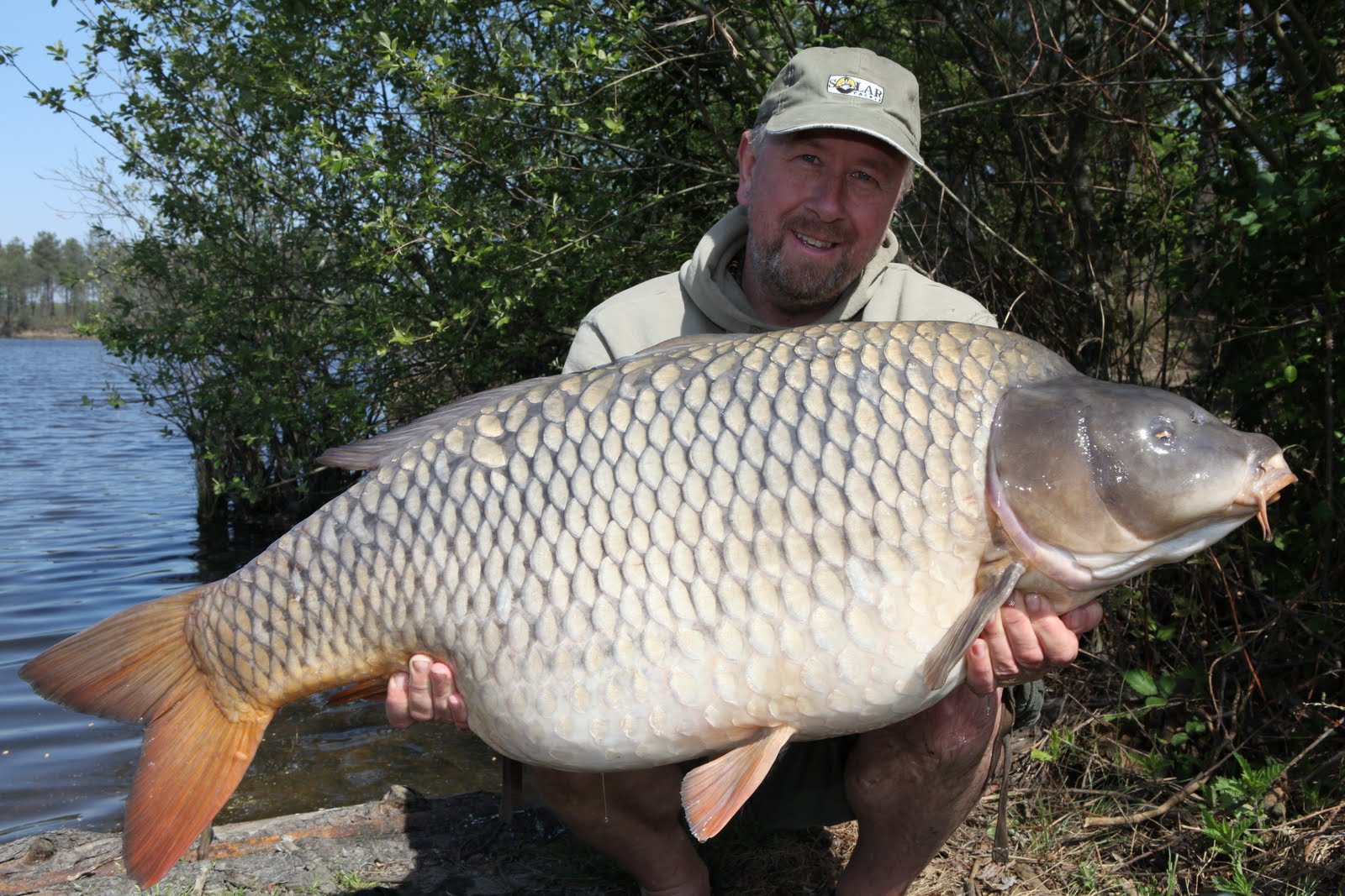 сиамский зеркальный карп. карп костлявый. рыба карп зеркальный. разновидности карпа. карповые рыбы.