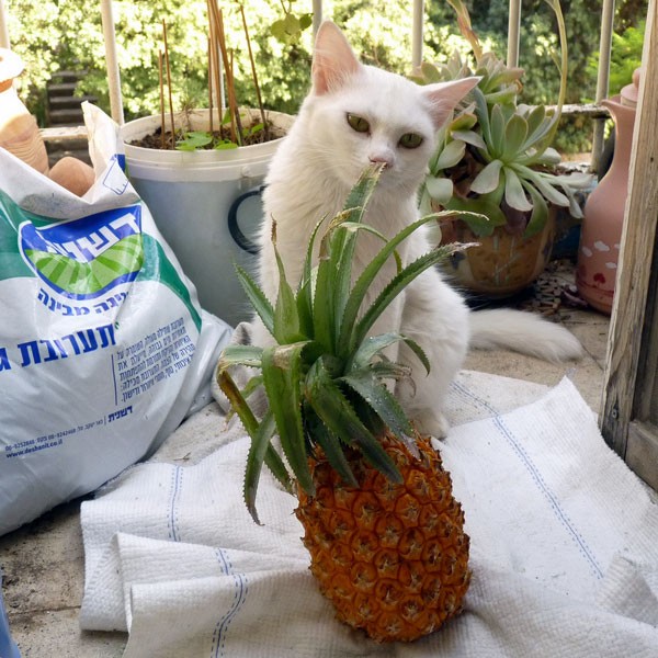 Are Pineapple Plants Toxic to Cats? Exploring the Dangers and