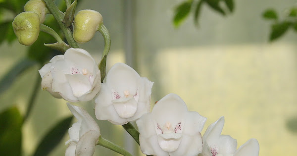 Peristeria elata - Holy Ghost orchid - Dove orchid care and culture |  Travaldo's blog