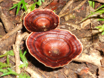 A Typical Mushroom