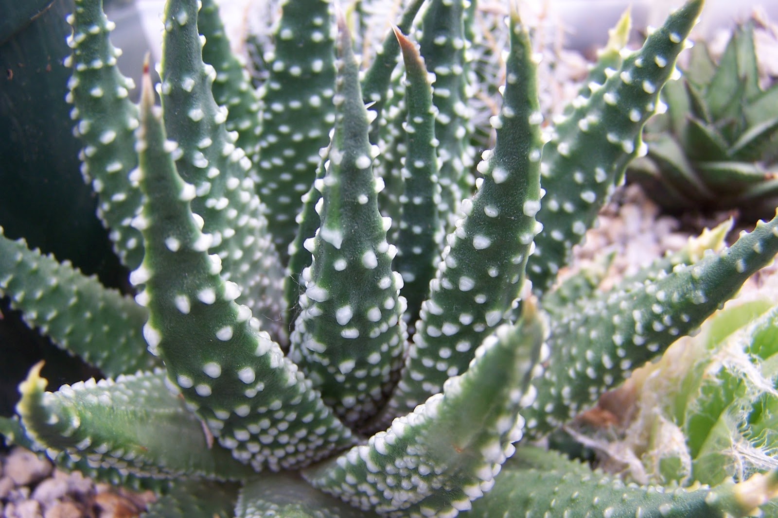 Oregon Cactus Blog Haworthia  pumila