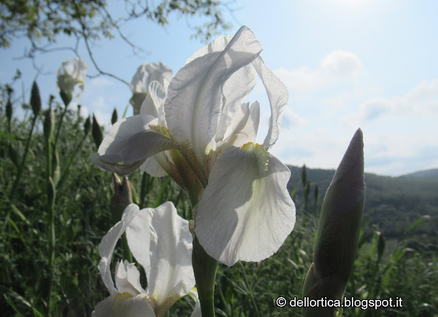 fioriture alla fattoria didattica dell'ortica a Savigno, Valsamoggia, Bologna in Appennino vicino Zocca