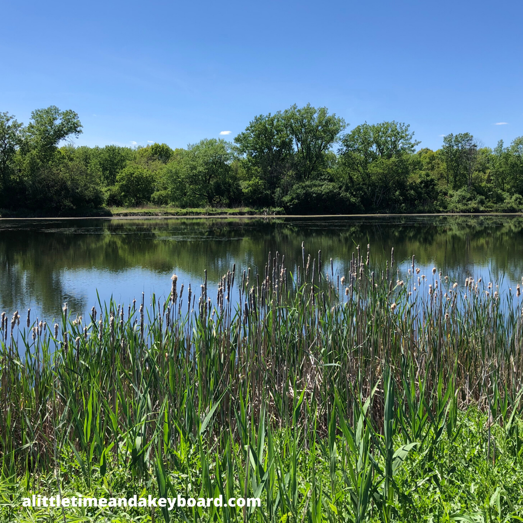 A Little Time and a Keyboard Mallard Lake in Hanover Park, Illinois Eases the Mind with
