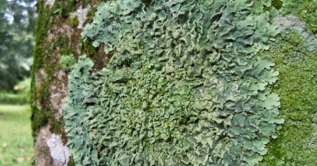 4 Manfaat Lumut Kerak Bagi Manusia Fitness Formen 4 Manfaat Lumut Kerak Bagi Manusia Fitness Formen