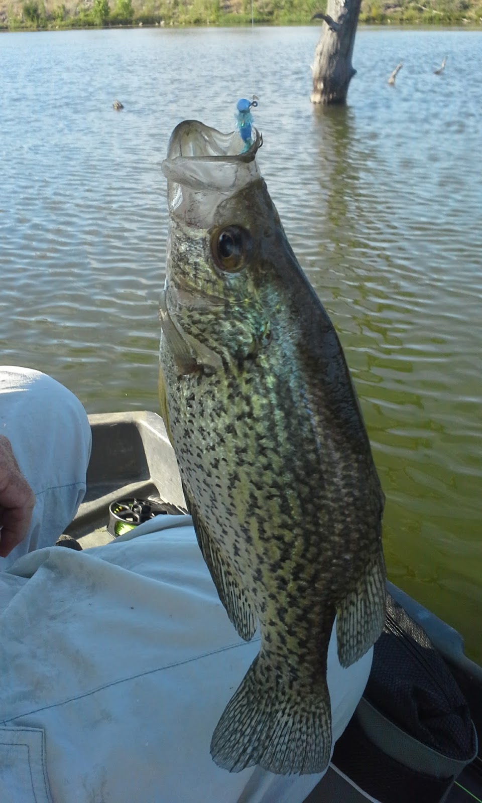 The Show Me Fly Guy Fishing With Tom on Lone Jack Lake