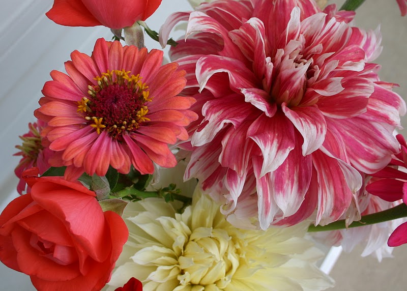 GIANT DINNER PLATE DAHLIAS IN ARRANGEMENTS Sowing the Seeds