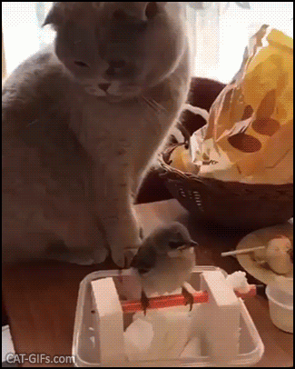 Cute Cat GIF • Gentle Kitty slowly petting little bird: so cute... Cute Cat GIF • Gentle Kitty slowly petting little bird: so cute...