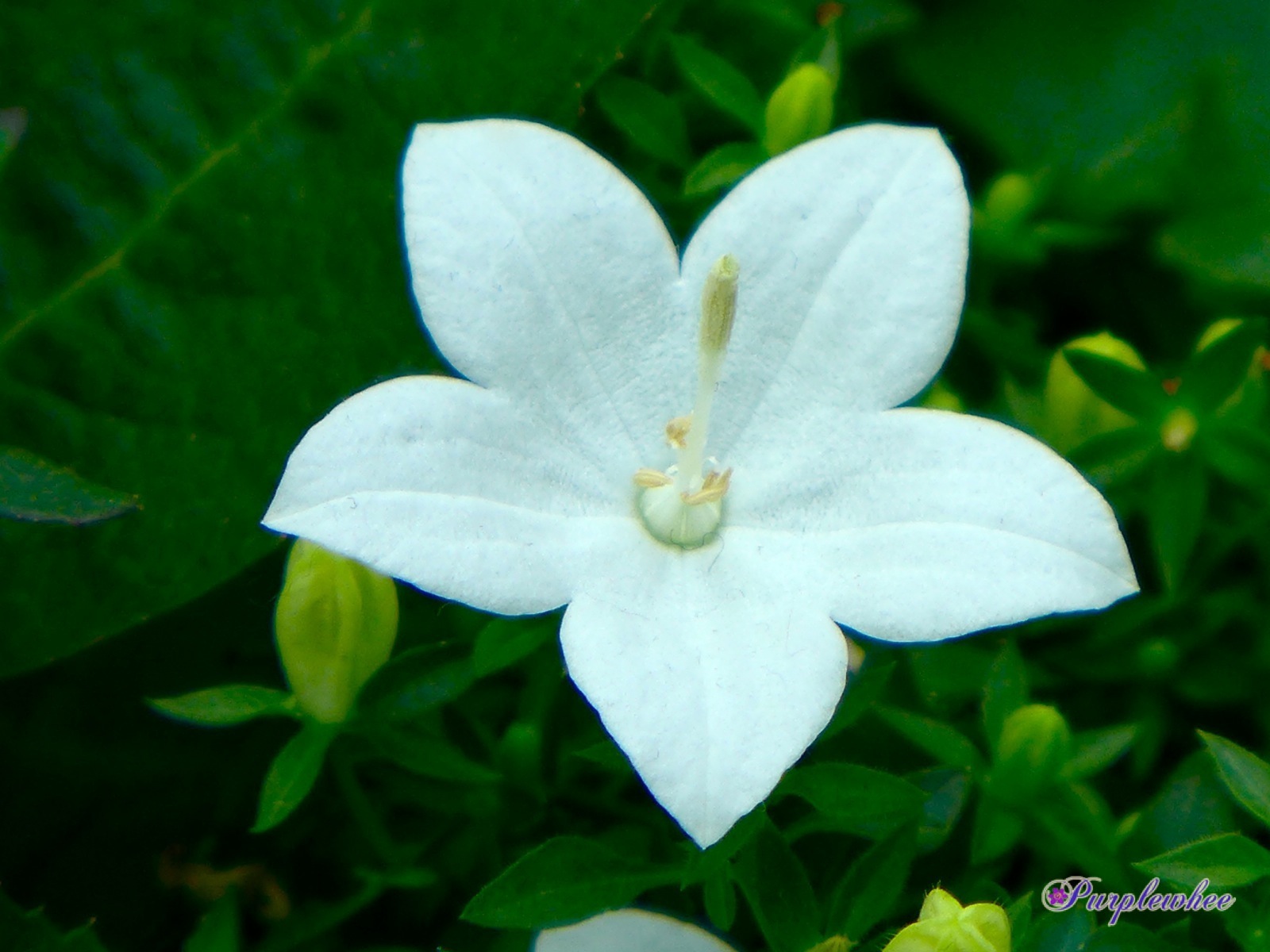 薇薇花园 白桔梗