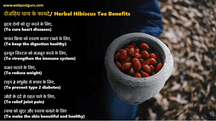 Rosehip tea Benefits in Hindi