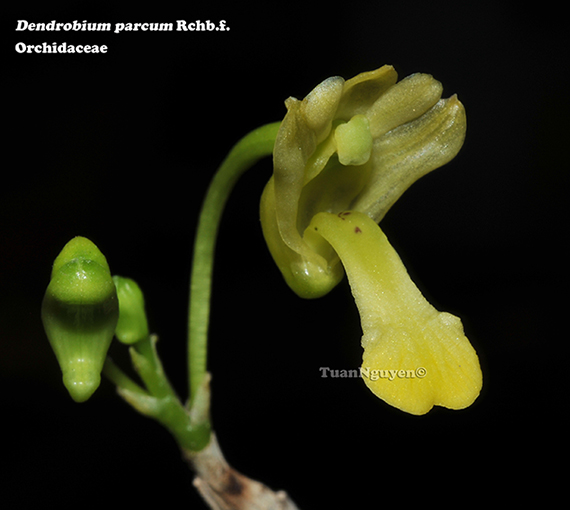 Dendrobium parcum Rchb.f.