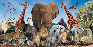 wild animals name with pictures