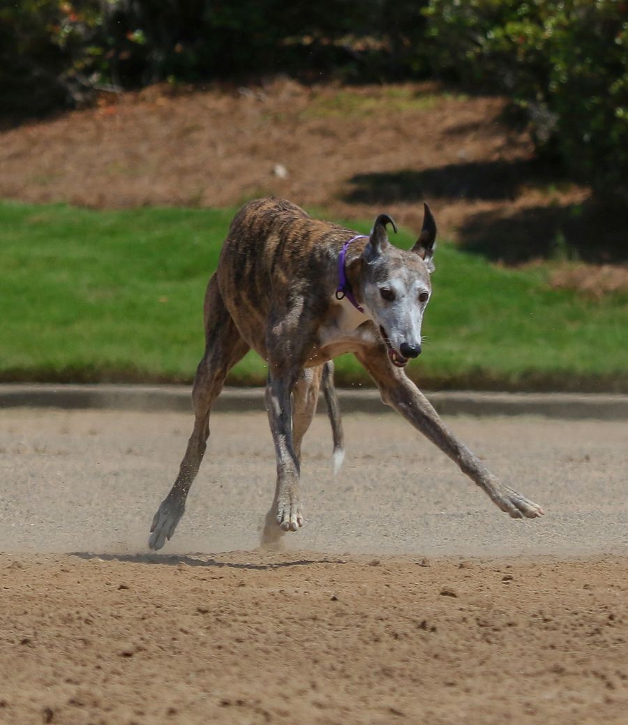 greyhound fur