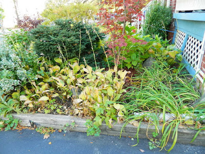Toronto Fall Cleanup in a Lawrence and Yonge Front Yard before by Paul Jung Gardening Services Toronto Fall Cleanup in a Lawrence and Yonge Front Yard before by Paul Jung Gardening Services