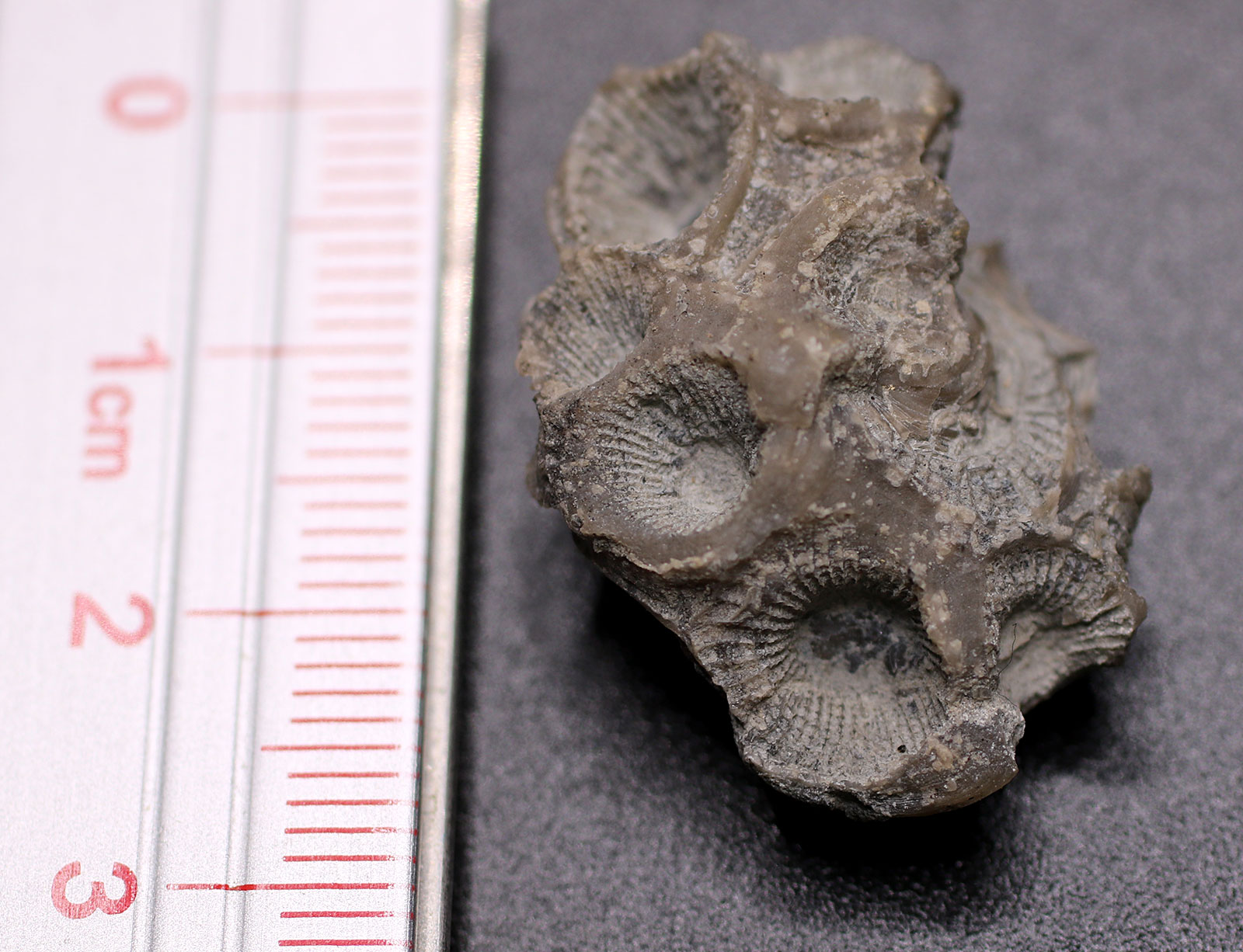 Louisville Fossils and Beyond Hexagonaria Coral Fossil