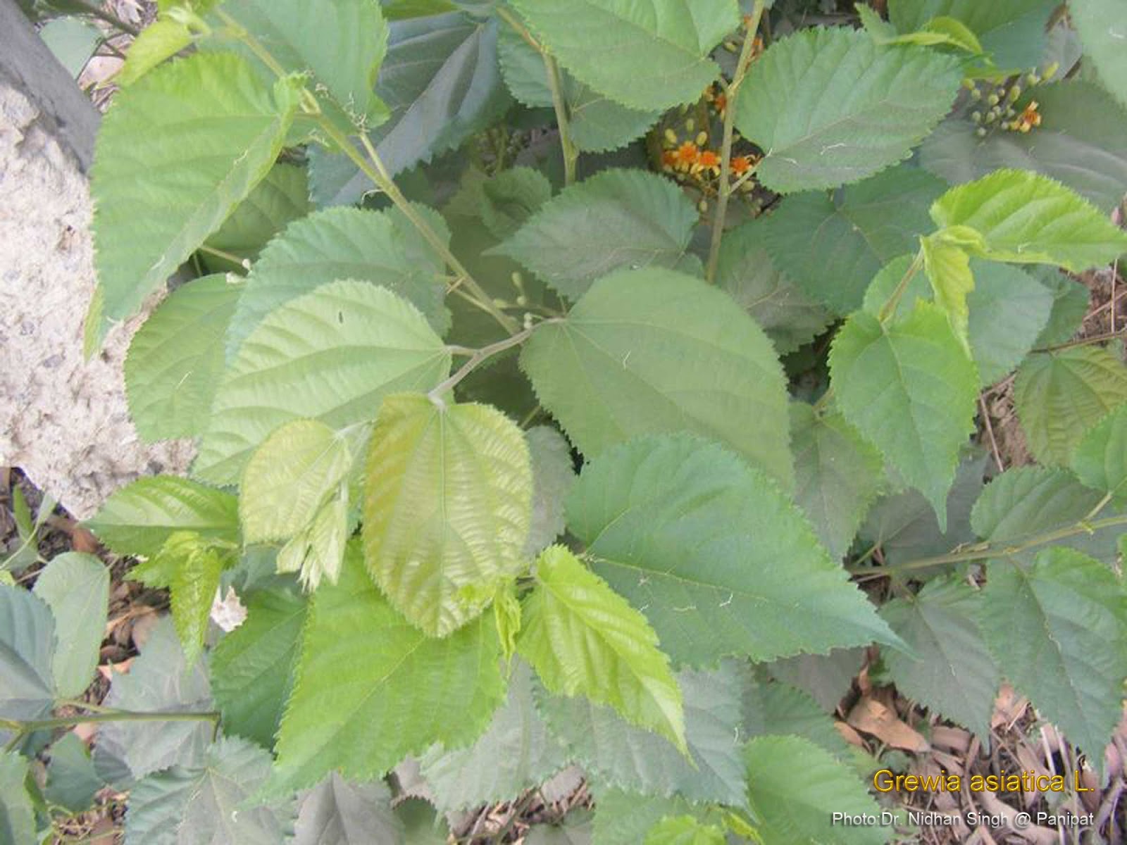Medicinal Plants Grewia asiatica, Phalsa, palicamaram