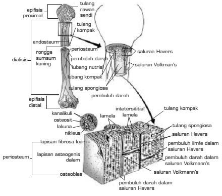 Bentuk Dan Jenis Tulang Biologi