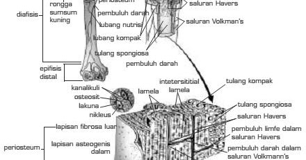 Bentuk Dan Jenis Tulang Biologi