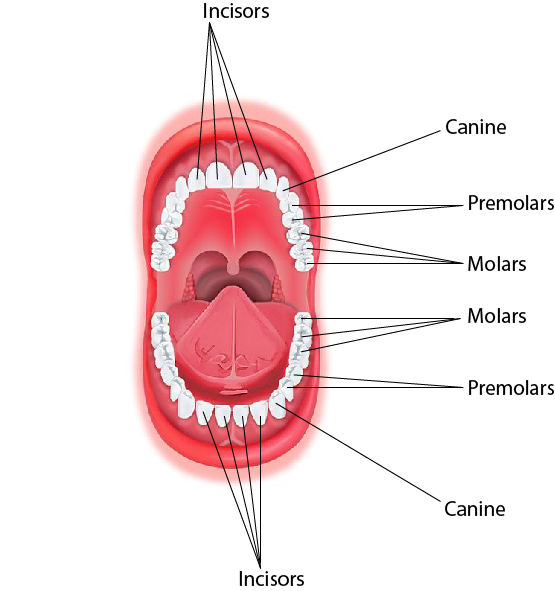 Mouth System 25