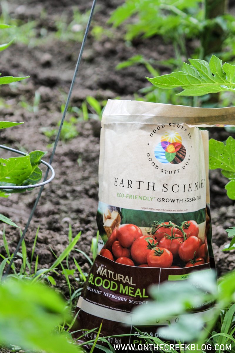 Using Natural Blood Meal on Tomatoes | On The Creek Blog