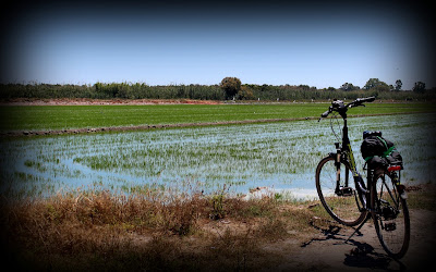 Arrozales en Valencia