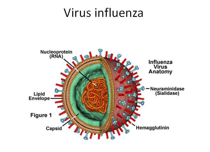 Gambar Disamping Merupakan Struktur Virus Influenza Terbaru