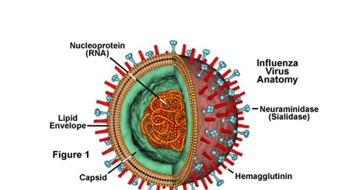 Struktur Tubuh Virus Influenza Blog Pak Pandani