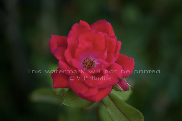 Garden Rose_6050