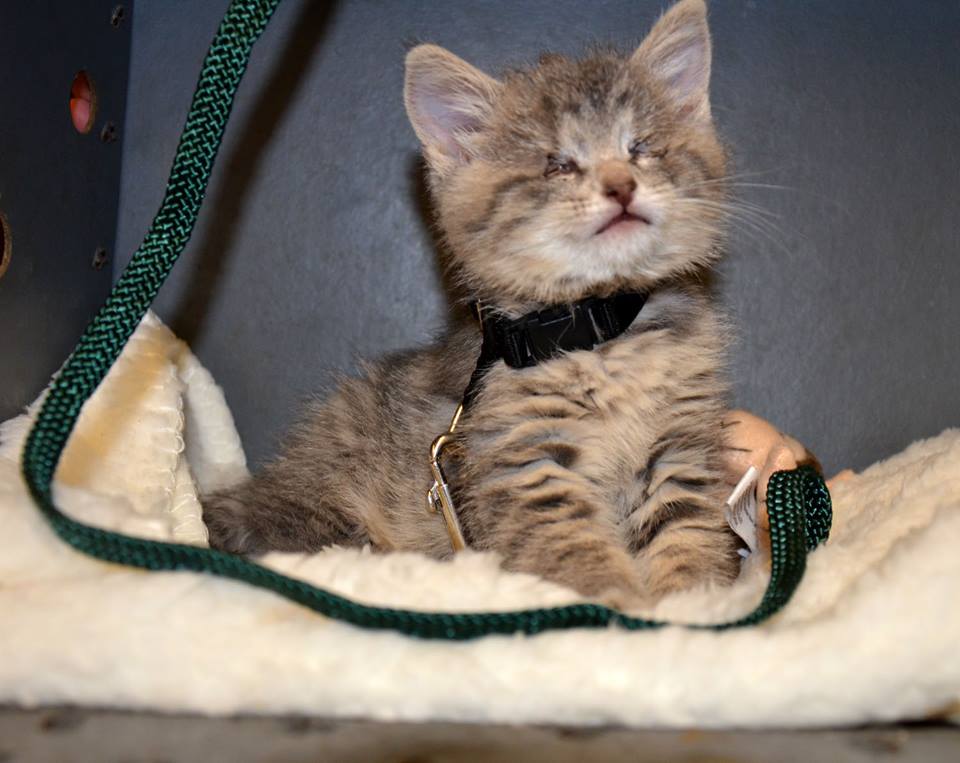 KÖR BEBEK KEDİ İÇİN ACİL GEÇİCİ/KALICI YUVA