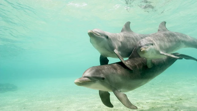 Foto drie dolfijnen onderwater