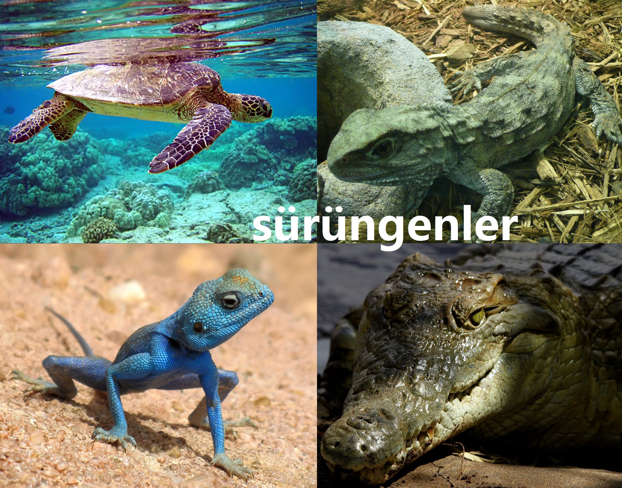 sürüngenler - BilginCin