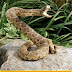 රැටල් ස්නේක් ( Rattle Snake )