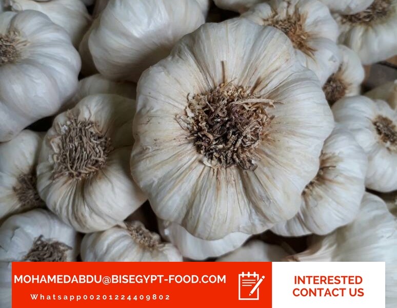 peeled garlic suppliers Bargain peeled garlic suppliers